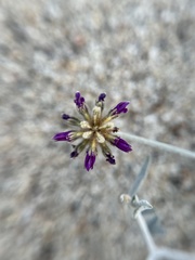 Psorothamnus emoryi emoryi