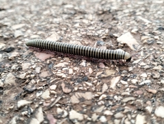 Ommatoiulus lusitanus