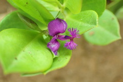 Polygala amatymbica