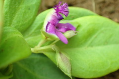 Polygala amatymbica