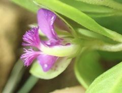 Polygala amatymbica