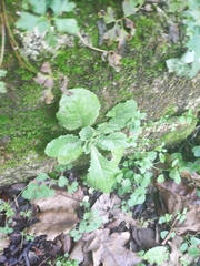 Lactuca virosa