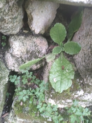 Lactuca virosa