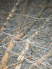 Poecile carolinensis