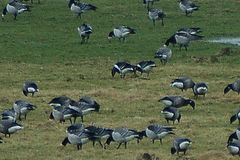 Branta ruficollis