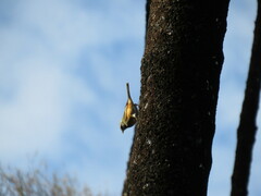 Microspingus cabanisi