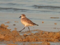 Pluvialis squatarola