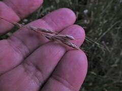 Bromus lithobius