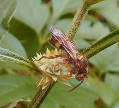 Nomada furva