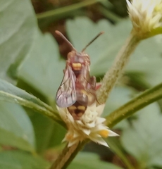 Nomada furva