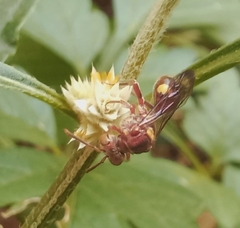 Nomada furva