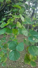 Erythrina velutina