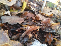 Macrotyphula contorta