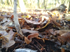 Macrotyphula contorta