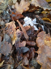 Macrotyphula contorta