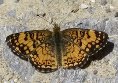 Phyciodes mylitta