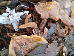 Macrotyphula contorta