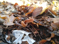 Macrotyphula contorta