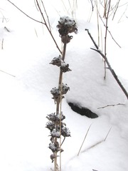 Campanula cervicaria
