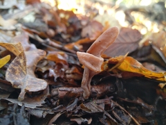 Macrotyphula contorta