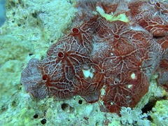 Monanchora quadrangulata