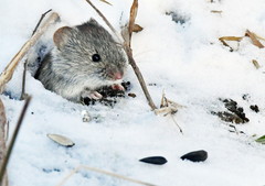 Clethrionomys gapperi