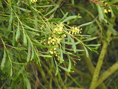 Acacia provincialis