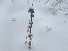 Campanula cervicaria