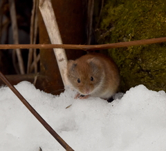 Clethrionomys gapperi