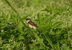 Saxicola maurus