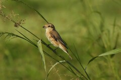 Lanius isabellinus