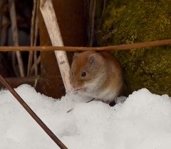 Clethrionomys gapperi