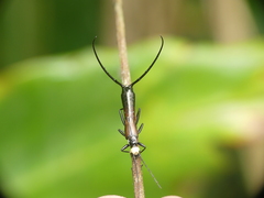 Opisthocosmiinae