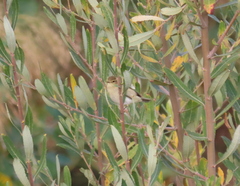 Phylloscopus collybita
