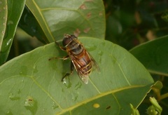 Palpada vinetorum