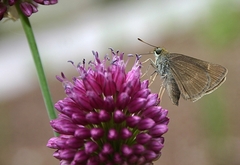 Allium sphaerocephalon