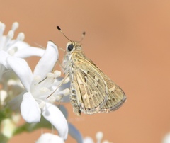 Polites carus