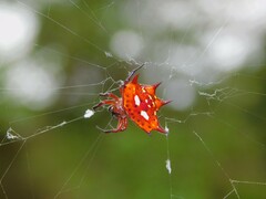 Gasteracantha sanguinolenta