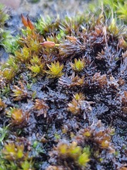 Orthotrichum anomalum