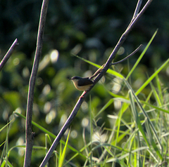 Prinia socialis