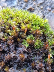 Orthotrichum anomalum