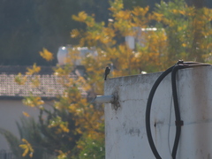 Passeriformes