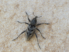 Coniocleonus excoriatus