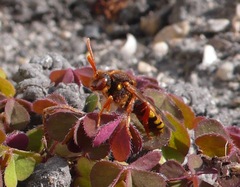 Nomada lathburiana