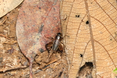 Miogryllus