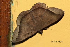 Hemeroblemma malitiosa