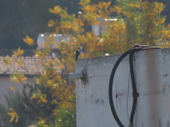 Passeriformes
