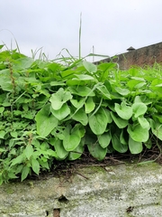 Arisarum
