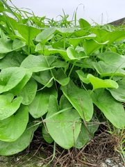 Arisarum