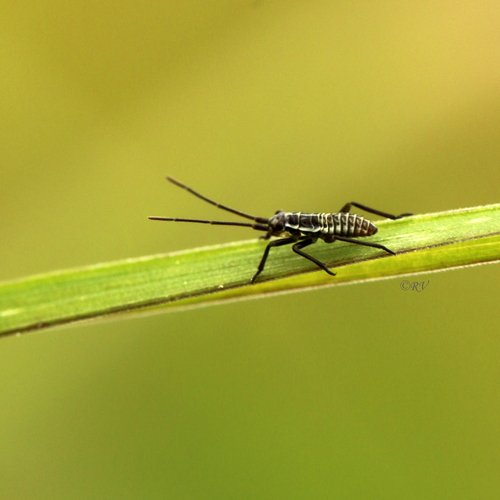 Painioji Žolblakė nuotrauka